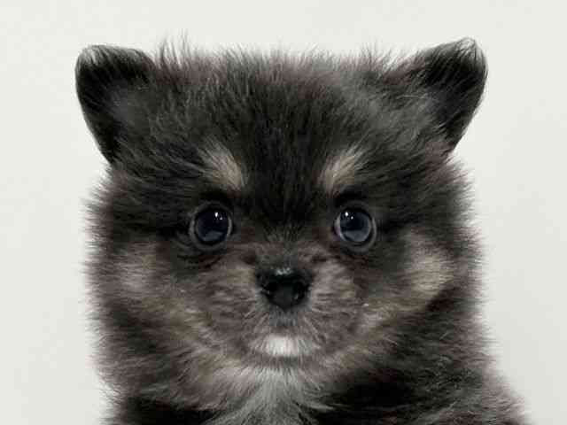 愛知県のポメチワ/チワポメ/ポメチー(ポメラニアン×チワワ) (ひごペットフレンドリーららぽーと名古屋みなとアクルス店/2025年12月6日生まれ/男の子/ブルータン)の子犬の1枚目の画像