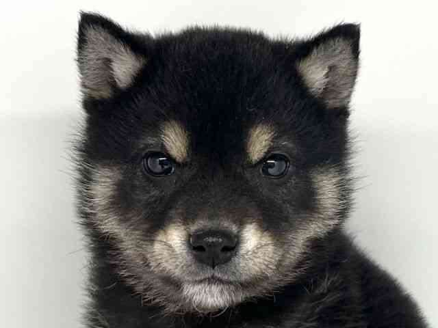 徳島県の柴犬(標準サイズ) (ひごペットフレンドリーゆめタウン徳島店/2025年12月9日生まれ/男の子/黒)の子犬の1枚目の画像