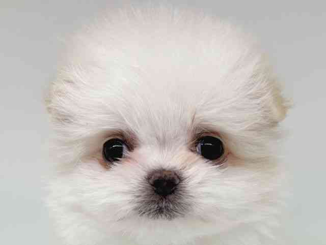 大阪府のポメマル/マルポメ(ポメラニアン×マルチーズ) (ひごペットフレンドリー瓜破店/2025年12月9日生まれ/女の子/ホワイト)の子犬の1枚目の画像