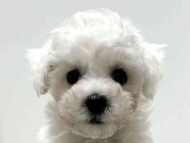 愛知県のビションフリーゼ (ひごペットフレンドリーららぽーと名古屋みなとアクルス店/2025年12月1日生まれ/女の子/ホワイト)の子犬の1枚目の画像