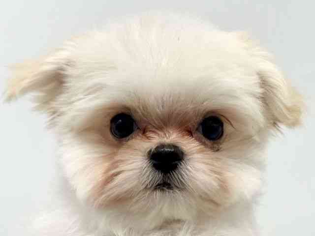 大阪府のチワマル/マルチワ(チワワ×マルチーズ) (ひごペットフレンドリーイオンタウン豊中庄内店/2025年12月8日生まれ/男の子/ホワイト)の子犬の1枚目の画像