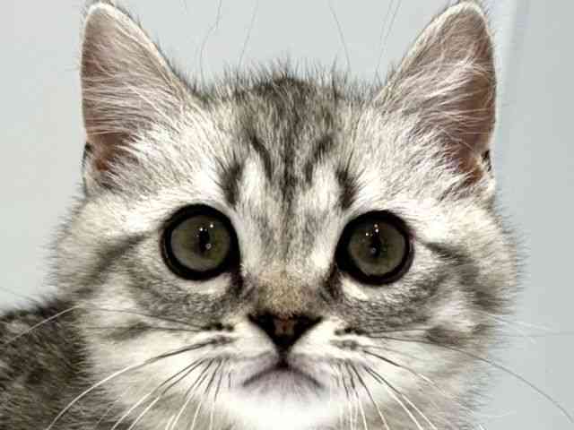 大阪府のジェネッタ (ひごペットフレンドリーセブンパーク天美店/2025年12月9日生まれ/男の子/シルバースポットタビー)の子猫の1枚目の画像