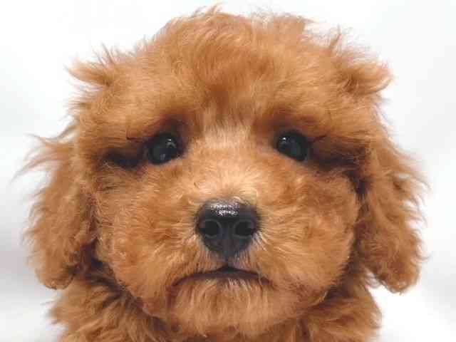 大阪府のトイプードル(トイ) (ひごペットフレンドリー堺プラットプラット店/2025年12月8日生まれ/男の子/レッド)の子犬の1枚目の画像