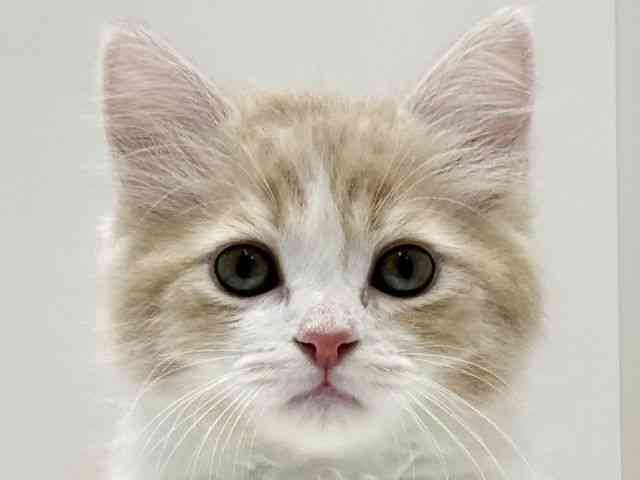 愛知県のラガマフィン (ひごペットフレンドリーららぽーと名古屋みなとアクルス店/2025年12月5日生まれ/男の子/クリームタビーホワイト)の子猫の1枚目の画像