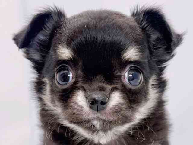 大阪府のチワワ(ロング) (ひごペットフレンドリーイズミヤショッピングセンター千里丘店/2025年12月9日生まれ/女の子/ブラックタンホワイト)の子犬の1枚目の画像