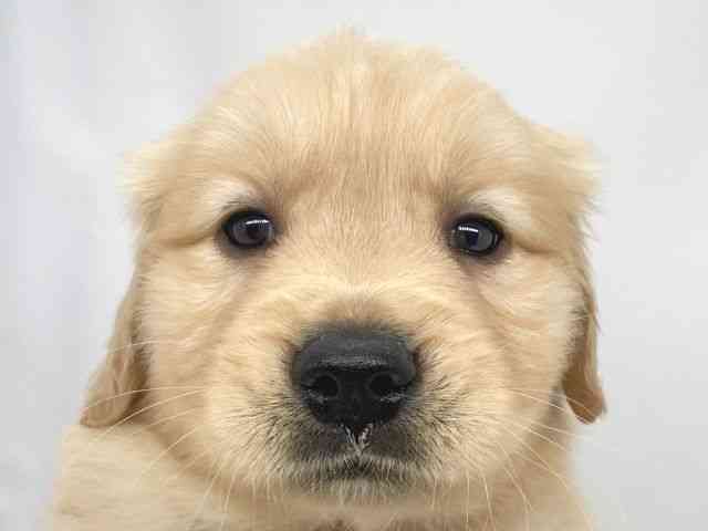 兵庫県のゴールデンレトリバー (ひごペットフレンドリーイオンタウン加古川店/2025年12月8日生まれ/女の子/ゴールデン)の子犬