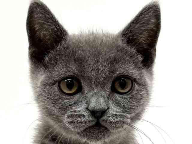 兵庫県のブリティッシュショートヘアー (ひごペットフレンドリーブルメールHAT神戸店/2025年12月9日生まれ/男の子/ブルー)の子猫の1枚目の画像