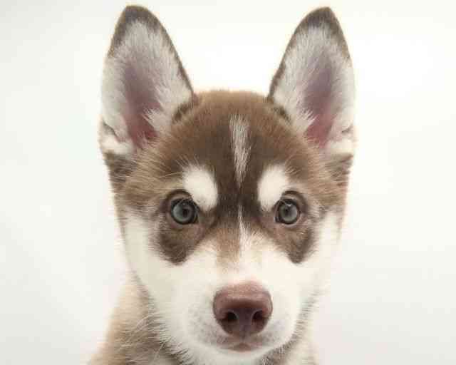 兵庫県のシベリアンハスキー (ひごペットフレンドリークラウンパーク伊丹店/2025年12月9日生まれ/男の子/チョコレートホワイト)の子犬