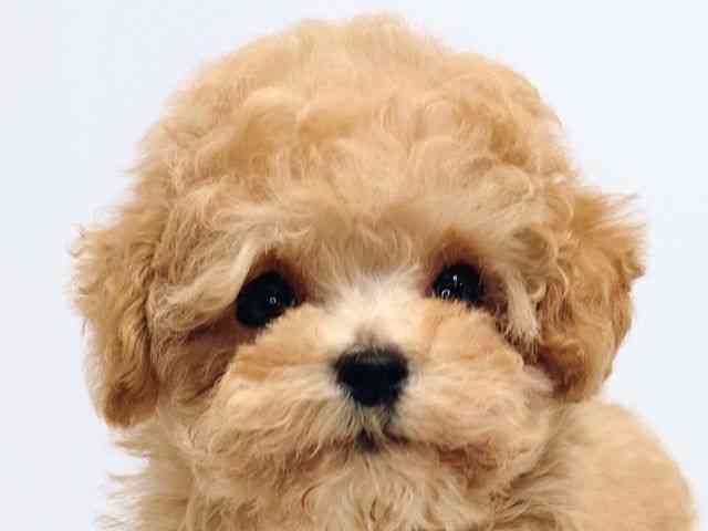 大阪府のトイプードル(トイ) (ひごペットフレンドリーセブンパーク天美店/2025年12月9日生まれ/女の子/ペールフォーン)の子犬の1枚目の画像