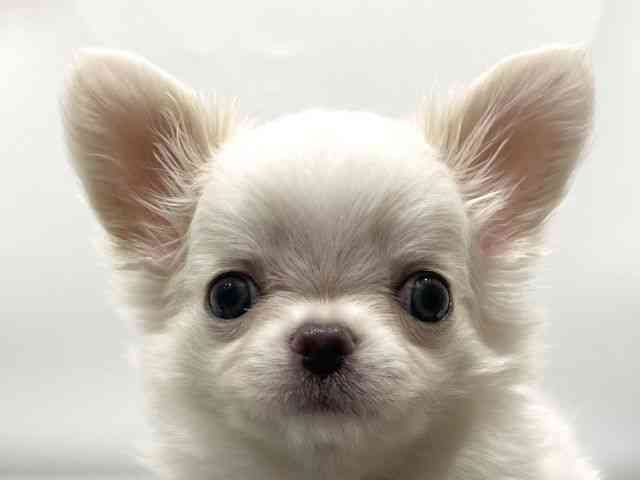 愛知県のチワワ(ロング) (ひごペットフレンドリーヴィアモール アピタ江南西店/2025年12月9日生まれ/男の子/クリーム)の子犬の1枚目の画像