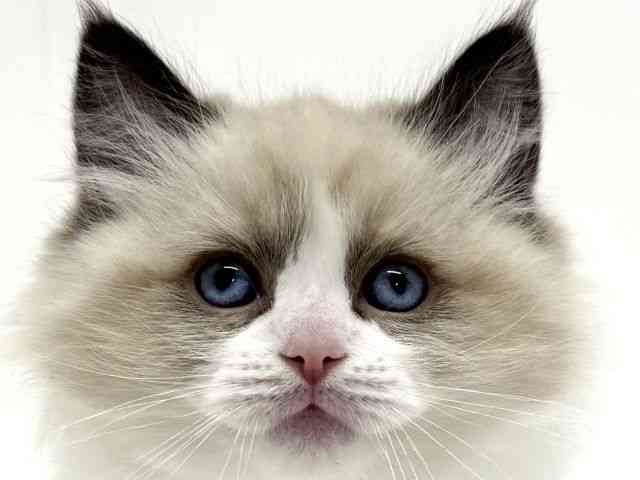 大阪府のラグドール (ひごペットフレンドリーくずはモール店/2025年12月8日生まれ/男の子/シールポイントバイカラー)の子猫の1枚目の画像