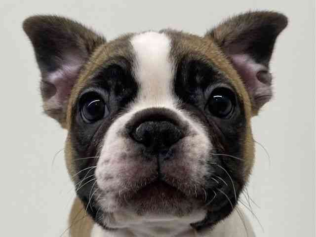 兵庫県のフレンチブルドッグ (ひごペットフレンドリーブルメールHAT神戸店/2025年12月7日生まれ/男の子/フォーンホワイト)の子犬の1枚目の画像