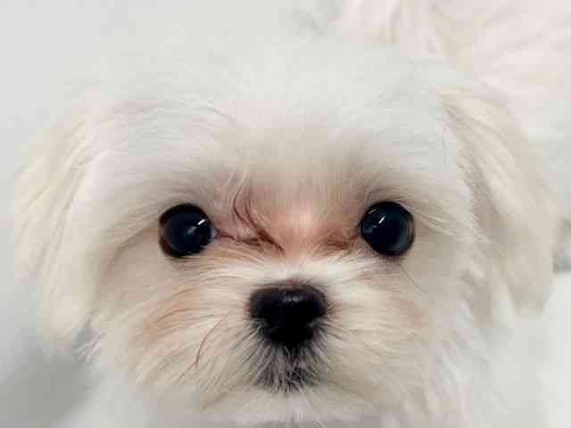 大阪府のマルチーズ (ひごペットフレンドリーイオンタウン豊中庄内店/2025年12月8日生まれ/女の子/ホワイト)の子犬の1枚目の画像