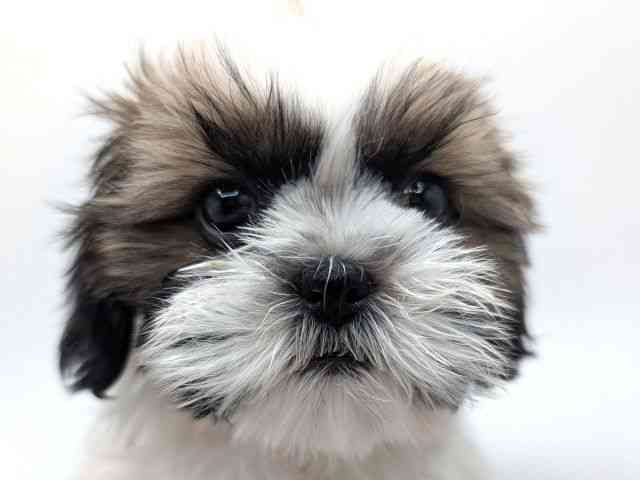 兵庫県のシーズー (ひごペットフレンドリーコロワ甲子園店/2025年11月16日生まれ/女の子/ホワイトゴールド)の子犬