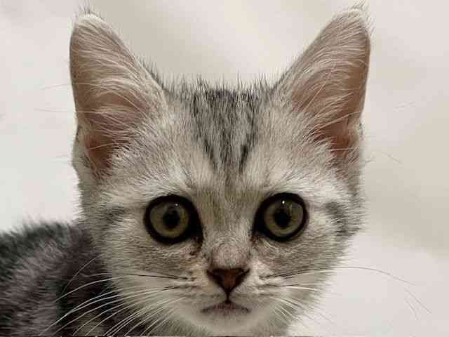 和歌山県のアメリカンショートヘアー (ひごペットフレンドリーパームシティ和歌山店/2025年12月10日生まれ/女の子/シルバータビー)の子猫の1枚目の画像