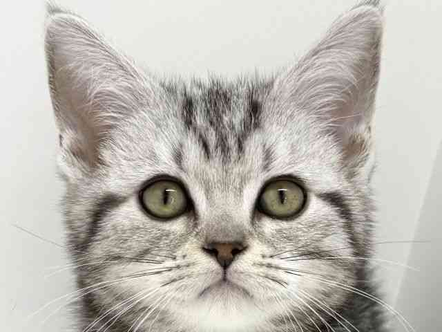大阪府のアメリカンショートヘアー (ひごペットフレンドリーくずはモール店/2025年12月10日生まれ/女の子/シルバータビー)の子猫の1枚目の画像