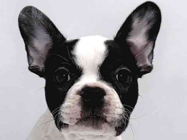 奈良県のフレンチブルドッグ (ひごペットフレンドリー奈良パワーシティ店/2025年12月7日生まれ/男の子/パイド)の子犬の1枚目の画像