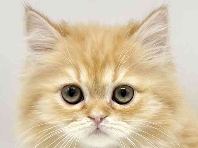 大阪府のミヌエット (ひごペットフレンドリーイオンタウン豊中庄内店/2025年12月1日生まれ/男の子/レッドタビー)の子猫の1枚目の画像