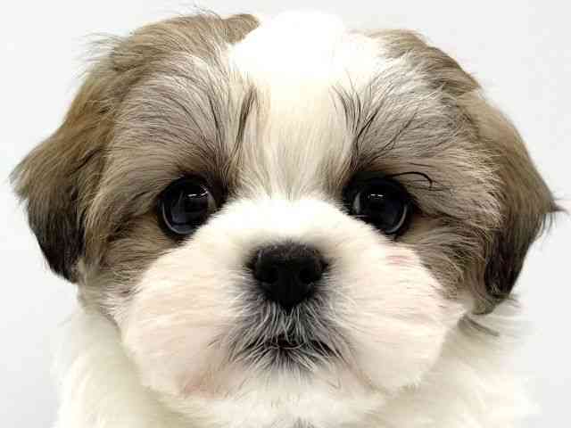 大阪府のマルズー/マルシーズ(マルチーズ×シーズー) (ひごペットフレンドリーイオンタウン茨木太田店/2025年12月9日生まれ/女の子/ホワイトゴールド)の子犬の1枚目の画像