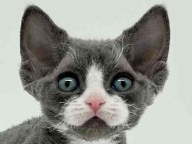 兵庫県のデボンレックス (ひごペットフレンドリーブルメールHAT神戸店/2025年12月9日生まれ/女の子/ブルーホワイト)の子猫の1枚目の画像