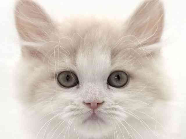 大阪府のスコティッシュフォールド (ひごペットフレンドリーイオンそよら海老江店/2025年12月10日生まれ/男の子/クリームタビーホワイト)の子猫の1枚目の画像