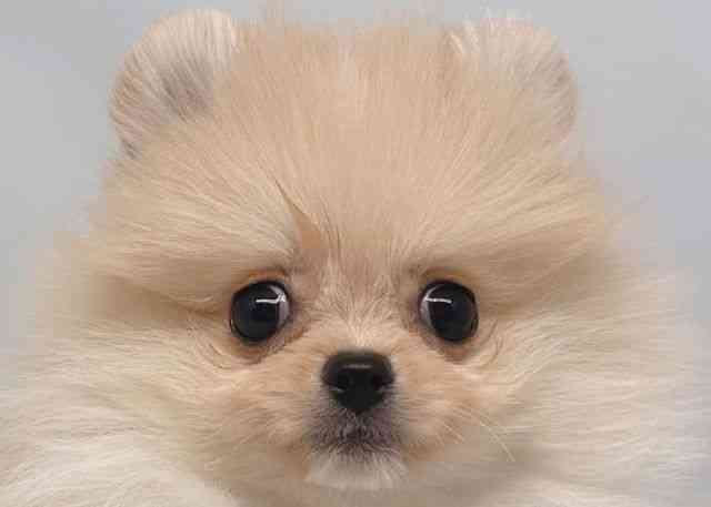 鳥取県のポメラニアン (ひごペットフレンドリーイオンモール鳥取北店/2025年12月9日生まれ/女の子/クリーム)の子犬の1枚目の画像