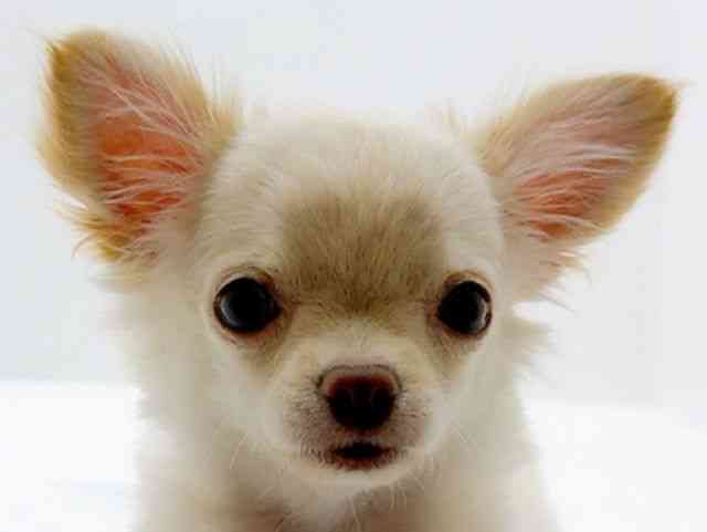 広島県のチワワ(ロング) (ひごペットフレンドリーフジグラン神辺店/2025年12月9日生まれ/男の子/クリーム)の子犬の1枚目の画像