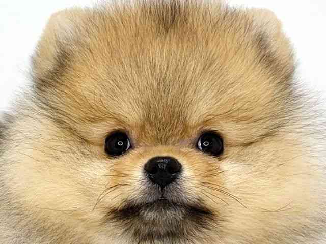 大阪府のポメラニアン (ひごペットフレンドリーいこらもーる泉佐野店/2025年12月8日生まれ/女の子/オレンジ)の子犬の1枚目の画像