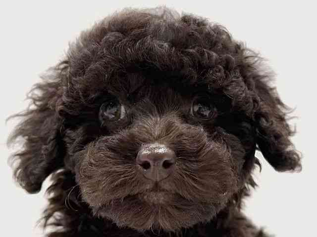 奈良県のミニチュアプードル (ひごペットフレンドリーイオンモール橿原ウエスト・ビレッジ店/2025年12月9日生まれ/女の子/ブラウン)の子犬の1枚目の画像