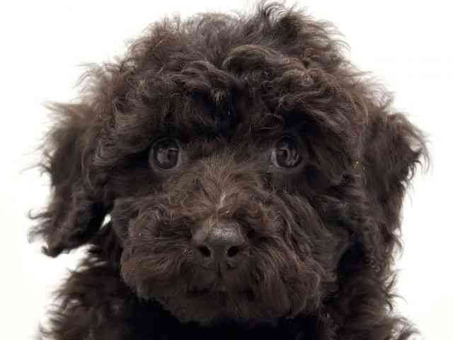 兵庫県のミニチュアプードル (ひごペットフレンドリークラウンパーク伊丹店/2025年12月9日生まれ/男の子/ブラウン)の子犬の1枚目の画像