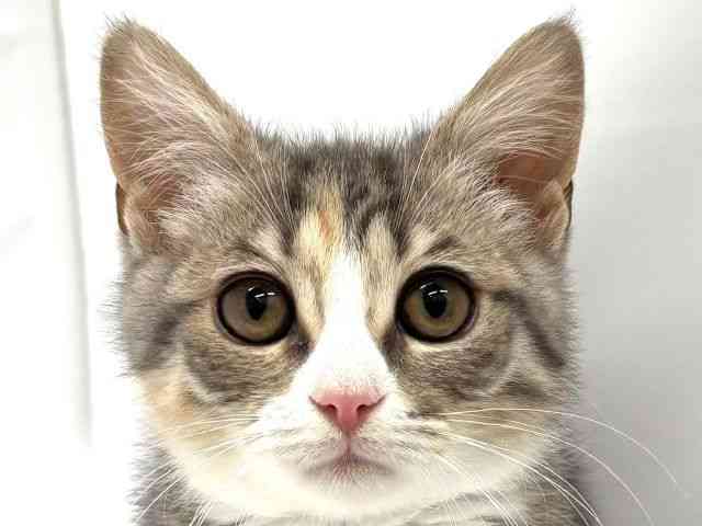 大阪府のマンチカン (ひごペットフレンドリーイオンタウン茨木太田店/2025年9月29日生まれ/女の子/シルバーパッチドタビーホワイト)の子猫の1枚目の画像