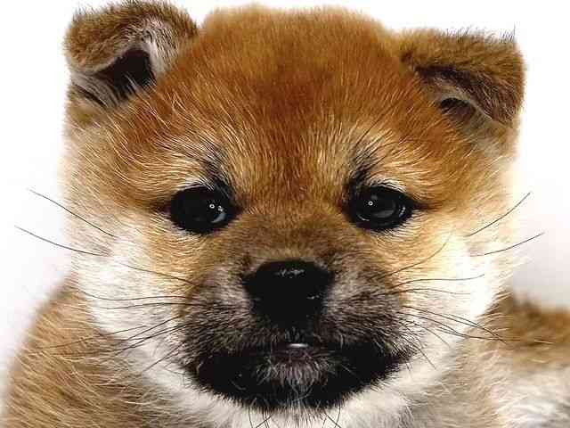 奈良県の柴犬(標準サイズ) (ひごペットフレンドリー奈良パワーシティ店/2025年12月11日生まれ/女の子/赤)の子犬の1枚目の画像