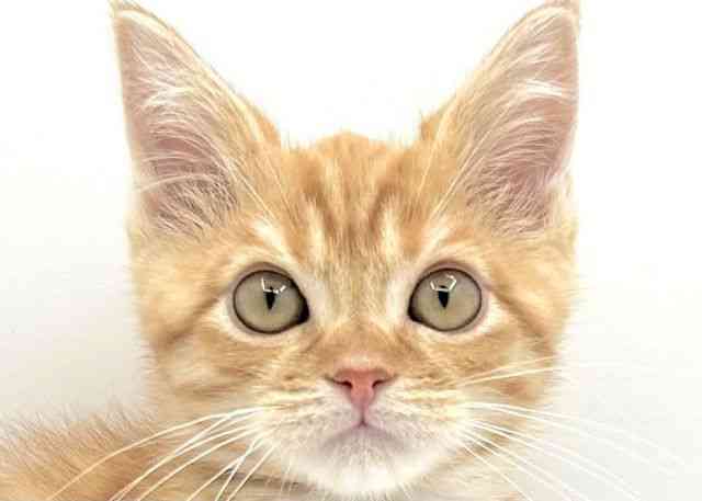 島根県のマンチカン (ひごペットフレンドリーイオン松江ショッピングセンター店/2025年12月12日生まれ/男の子/レッドタビー)の子猫の1枚目の画像