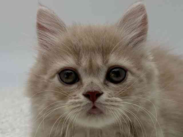 島根県のミヌエット (ひごペットフレンドリーイオンモール出雲店/2025年12月6日生まれ/女の子/クリームタビー)の子猫の1枚目の画像