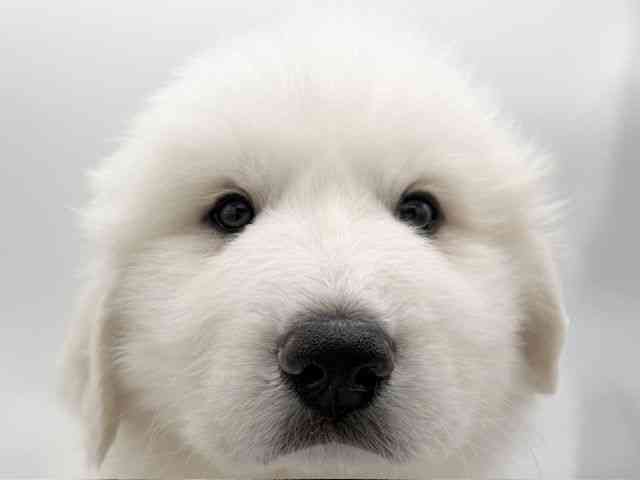 大阪府のグレートピレニーズ (ひごペットフレンドリーららぽーとEXPOCITY店/2025年12月13日生まれ/男の子/ホワイト)の子犬