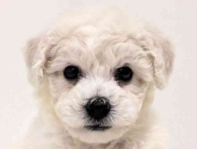 福岡県のビションフリーゼ (ひごペットフレンドリーリバーウォーク北九州店/2025年12月12日生まれ/女の子/ホワイト)の子犬の1枚目の画像