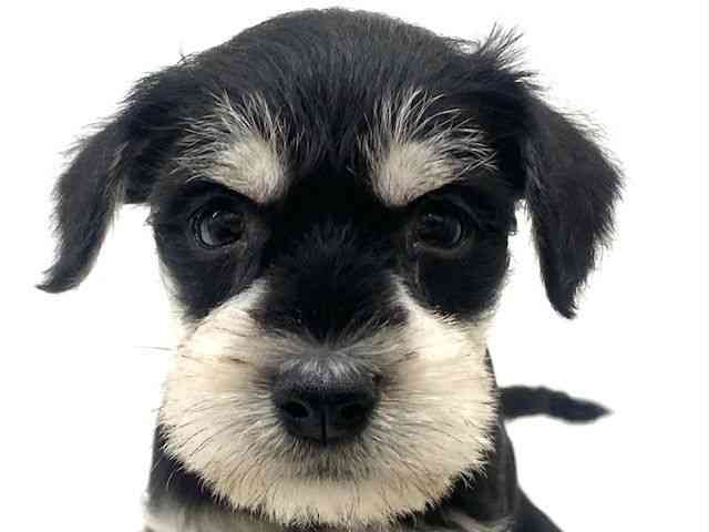 兵庫県のミニチュアシュナウザー (ひごペットフレンドリーブルメールHAT神戸店/2025年12月12日生まれ/男の子/ブラックシルバー)の子犬の1枚目の画像