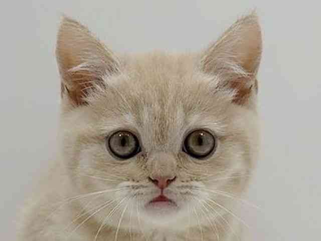 広島県のブリティッシュショートヘアー (ひごペットフレンドリーフジグラン神辺店/2025年12月4日生まれ/女の子/クリームタビー)の子猫の1枚目の画像