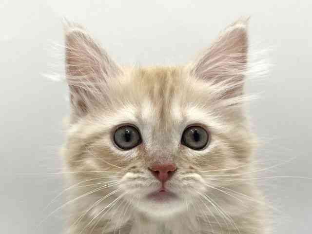 愛知県のサイベリアン (ひごペットフレンドリーヴィアモール アピタ江南西店/2025年12月13日生まれ/男の子/レッドタビーホワイト)の子猫の1枚目の画像