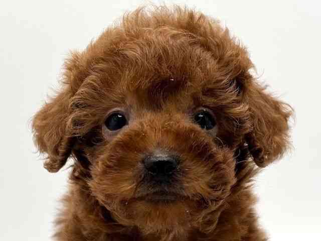 大阪府のトイプードル(トイ) (ひごペットフレンドリーみのおキューズモール店/2025年12月13日生まれ/男の子/レッド)の子犬の1枚目の画像