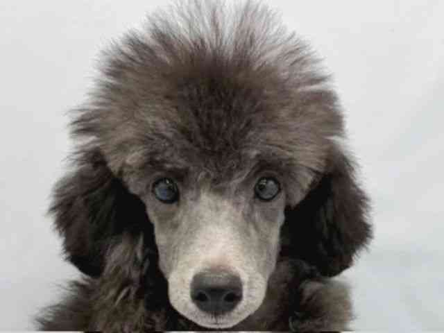 大阪府のトイプードル(トイ) (ひごペットフレンドリーイトーヨーカドー津久野店/2025年12月14日生まれ/男の子/シルバー)の子犬の1枚目の画像