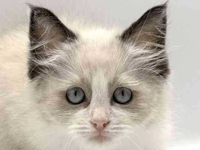 愛知県のラグドール (ひごペットフレンドリープライムツリー赤池店/2025年12月13日生まれ/男の子/シールポイントバイカラー)の子猫の1枚目の画像