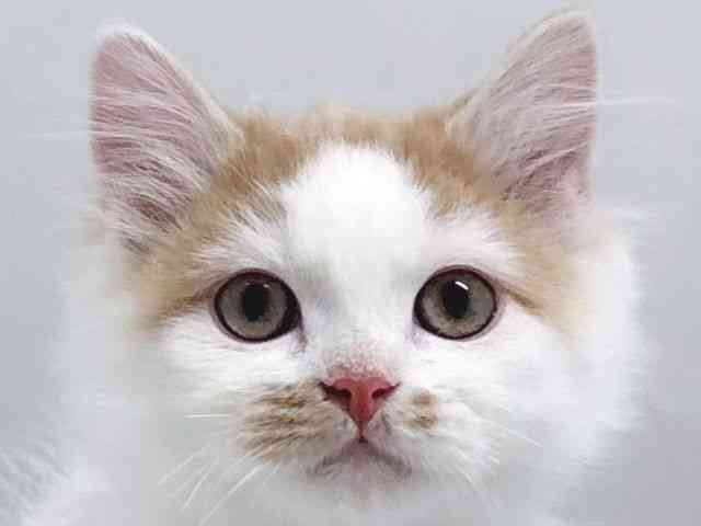 京都府のラガマフィン (ひごペットフレンドリー京都店/2025年12月13日生まれ/男の子/レッドタビーホワイト)の子猫の1枚目の画像