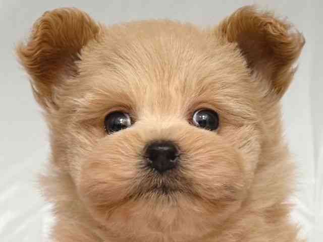 大阪府のチワマル/マルチワ(チワワ×マルチーズ) (ひごペットフレンドリー岸和田店/2025年12月12日生まれ/男の子/アプリコット)の子犬