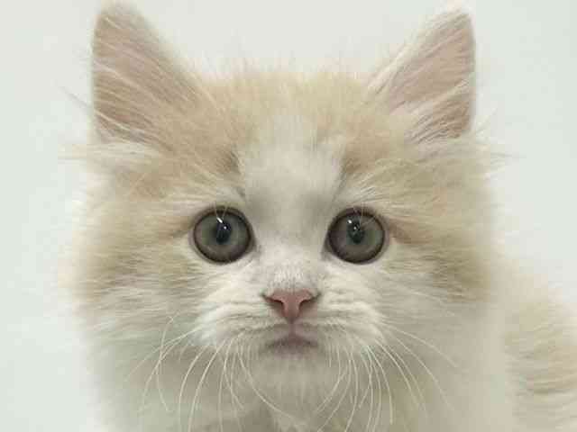 大阪府のサイベリアン (ひごペットフレンドリーアクロスプラザ住之江店/2025年12月13日生まれ/男の子/カメオホワイト)の子猫の1枚目の画像