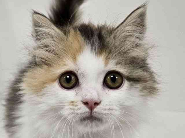 愛知県のサイベリアン (ひごペットフレンドリーイトーヨーカドー知多店/2025年12月13日生まれ/女の子/キャリコ)の子猫の1枚目の画像