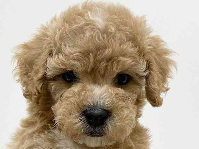 兵庫県のマルプー(マルチーズ×プードル) (ひごペットフレンドリーブルメールHAT神戸店/2025年12月12日生まれ/男の子/クリーム)の子犬の1枚目の画像