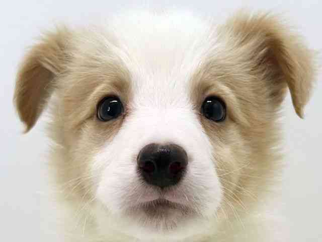 大阪府のボーダーコリー (ひごペットフレンドリーいこらもーる泉佐野店/2025年12月13日生まれ/男の子/レッドホワイト)の子犬の1枚目の画像