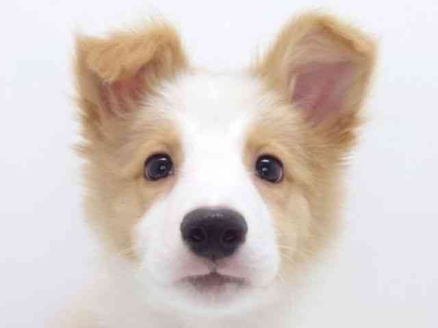 大阪府のボーダーコリー (ひごペットフレンドリーいこらもーる泉佐野店/2025年12月13日生まれ/男の子/レッドホワイト)の子犬の1枚目の画像