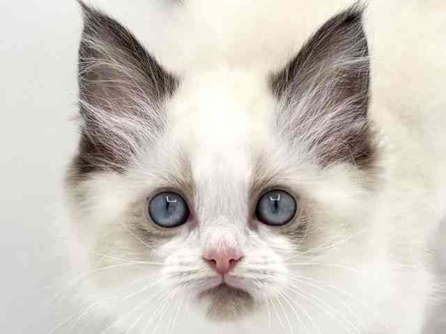 兵庫県のラグドール (ひごペットフレンドリークラウンパーク伊丹店/2025年12月5日生まれ/男の子/シールポイントバイカラー)の子猫の1枚目の画像